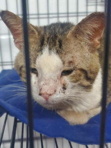 Police: Dozens of animals rescued from deplorable conditions - Mon ...