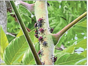 Deep freeze may limit lanternflies this summer - Mon Valley Independent