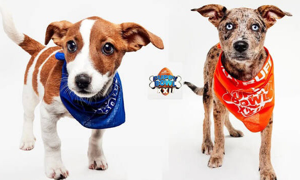 Area rescue dogs selected for national Puppy Bowl - Mon Valley Independent