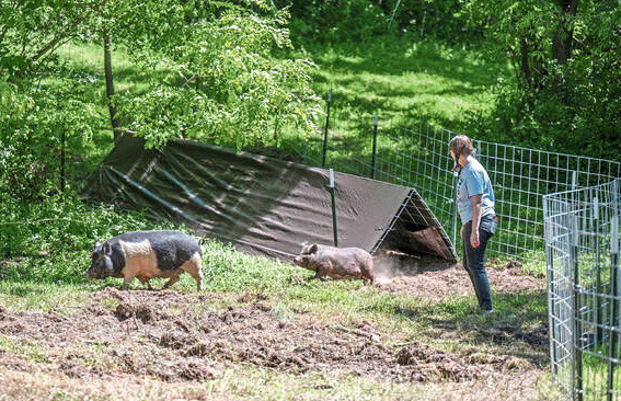 Rescued pigs multiplying at Pigsburgh Squealers